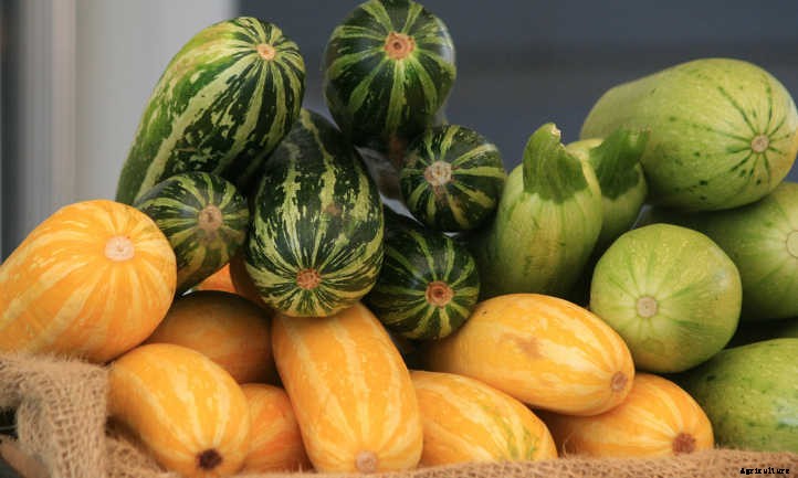 Summer Squash From A To Zucchini: Best Types And How To Grow Them