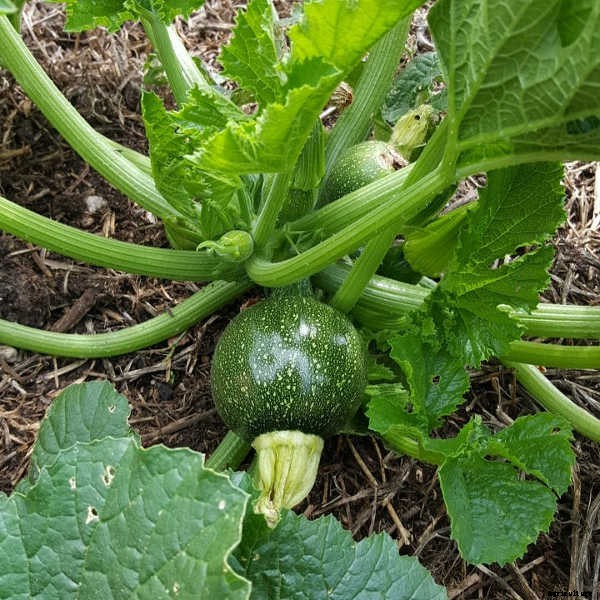 Summer Squash From A To Zucchini: Best Types And How To Grow Them