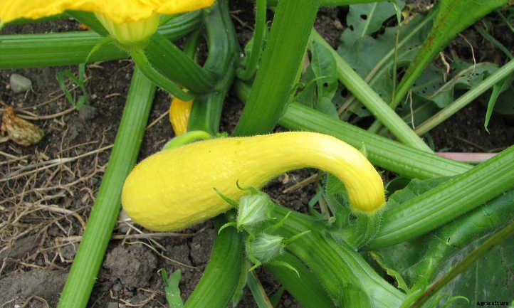 Summer Squash From A To Zucchini: Best Types And How To Grow Them