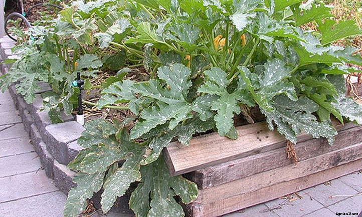 Summer Squash From A To Zucchini: Best Types And How To Grow Them