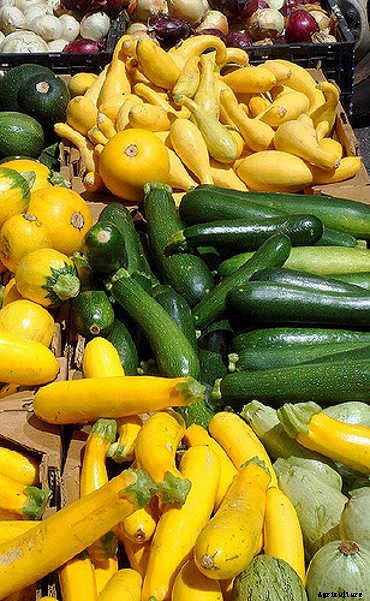 Summer Squash From A To Zucchini: Best Types And How To Grow Them