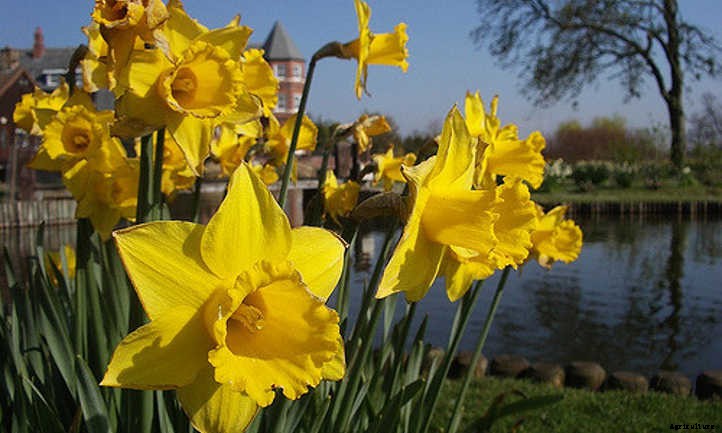 Narcissus Flowers: Daffodils and Jonquils To Brighten The Garden