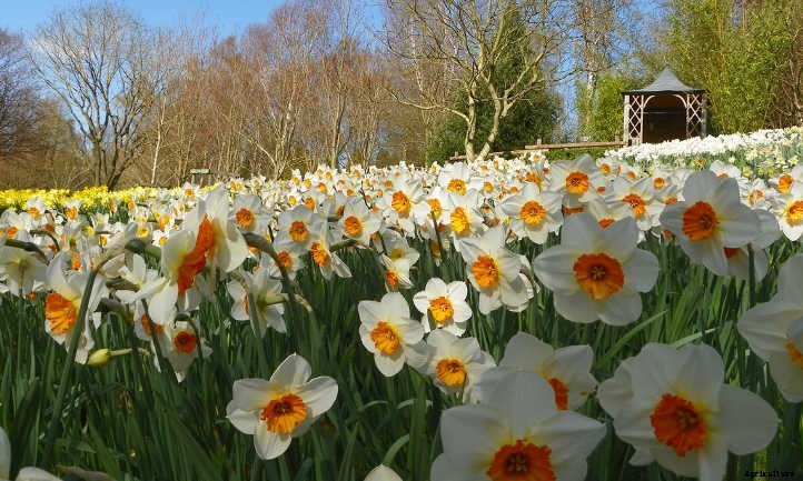 Narcissus Flowers: Daffodils and Jonquils To Brighten The Garden