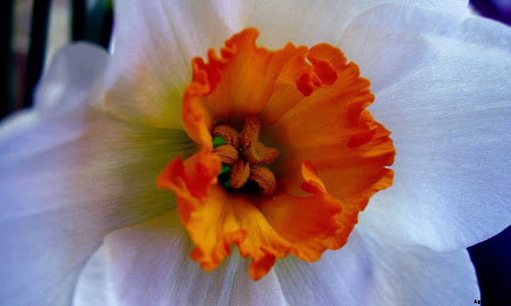 Narcissus Flowers: Daffodils and Jonquils To Brighten The Garden