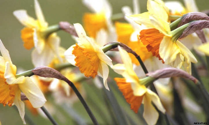 Narcissus Flowers: Daffodils and Jonquils To Brighten The Garden