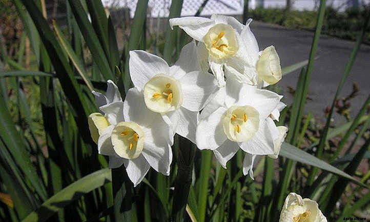 Narcissus Flowers: Daffodils and Jonquils To Brighten The Garden
