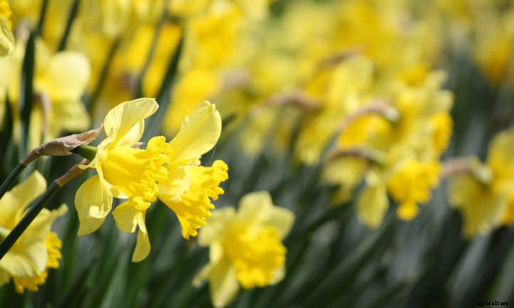 Narcissus Flowers: Daffodils and Jonquils To Brighten The Garden