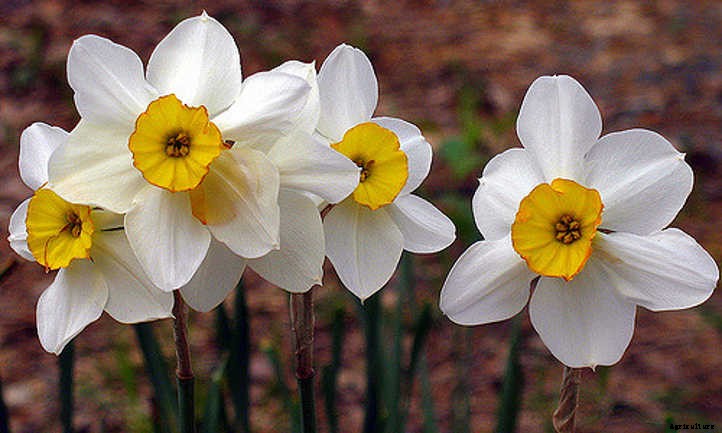 Narcissus Flowers: Daffodils and Jonquils To Brighten The Garden