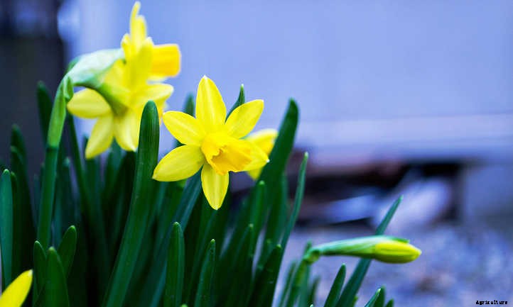 Narcissus Flowers: Daffodils and Jonquils To Brighten The Garden