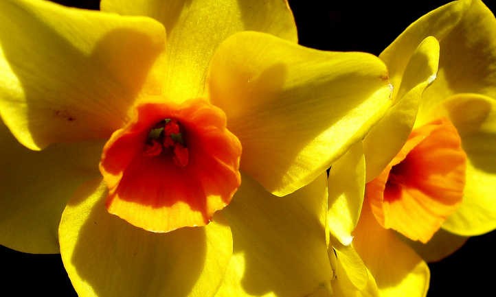 Narcissus Flowers: Daffodils and Jonquils To Brighten The Garden
