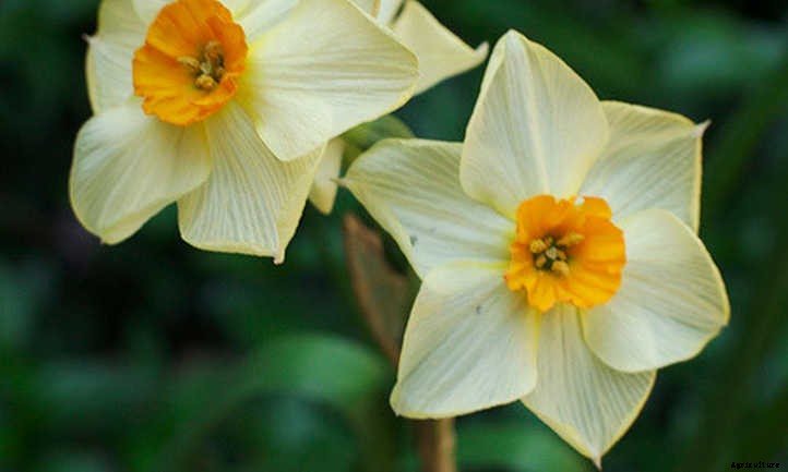 Narcissus Flowers: Daffodils and Jonquils To Brighten The Garden