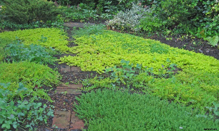 Ground Cover Plants As Lawn Replacements & Borders