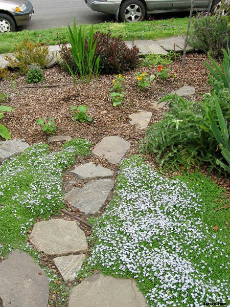 Ground Cover Plants As Lawn Replacements & Borders