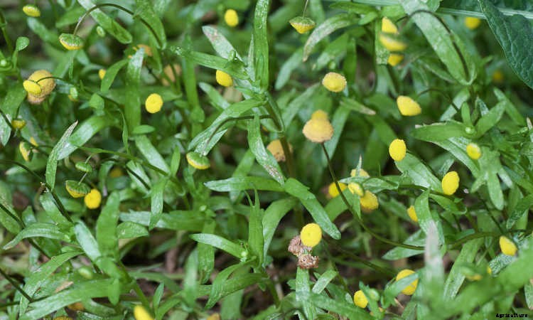 Ground Cover Plants As Lawn Replacements & Borders