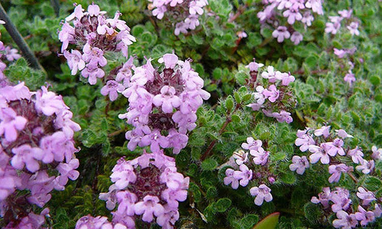 Ground Cover Plants As Lawn Replacements & Borders