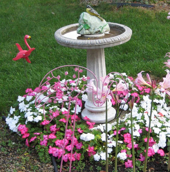 Ground Cover Plants As Lawn Replacements & Borders