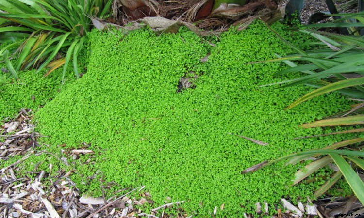 Ground Cover Plants As Lawn Replacements & Borders