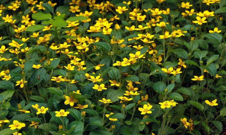 Ground Cover Plants As Lawn Replacements & Borders