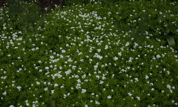 Ground Cover Plants As Lawn Replacements & Borders
