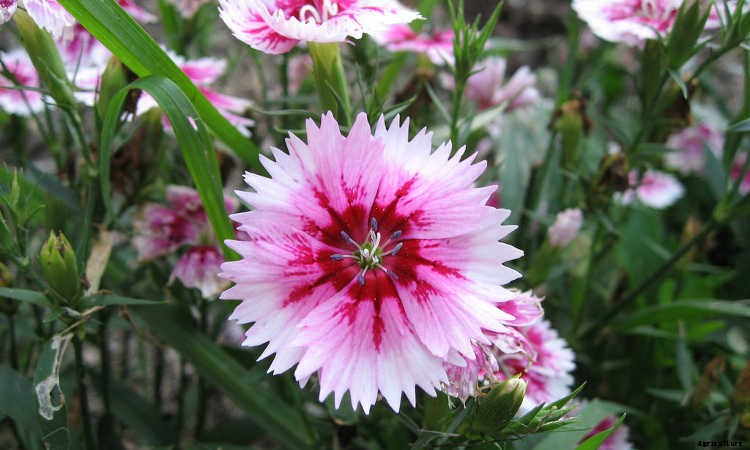 Ground Cover Plants As Lawn Replacements & Borders