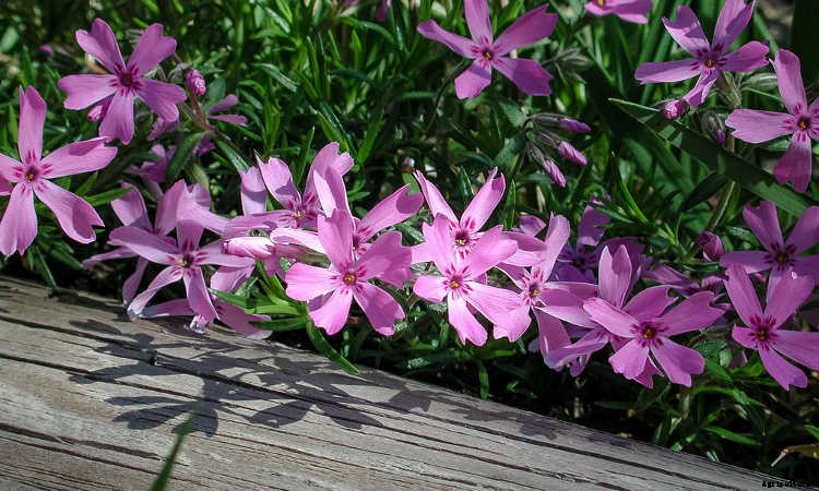 Ground Cover Plants As Lawn Replacements & Borders