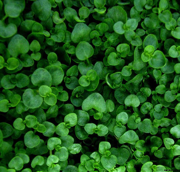 Ground Cover Plants As Lawn Replacements & Borders