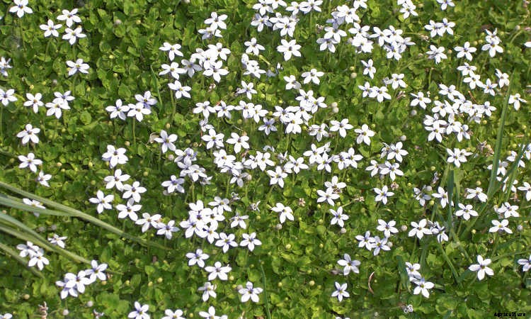 Ground Cover Plants As Lawn Replacements & Borders