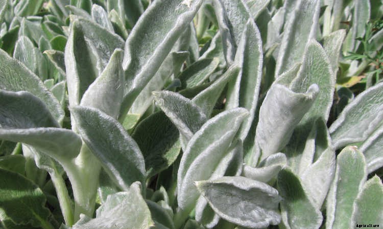 Ground Cover Plants As Lawn Replacements & Borders