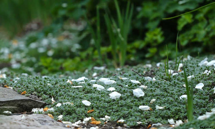 Ground Cover Plants As Lawn Replacements & Borders