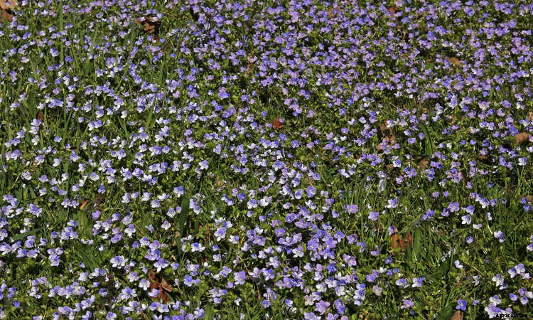 Ground Cover Plants As Lawn Replacements & Borders