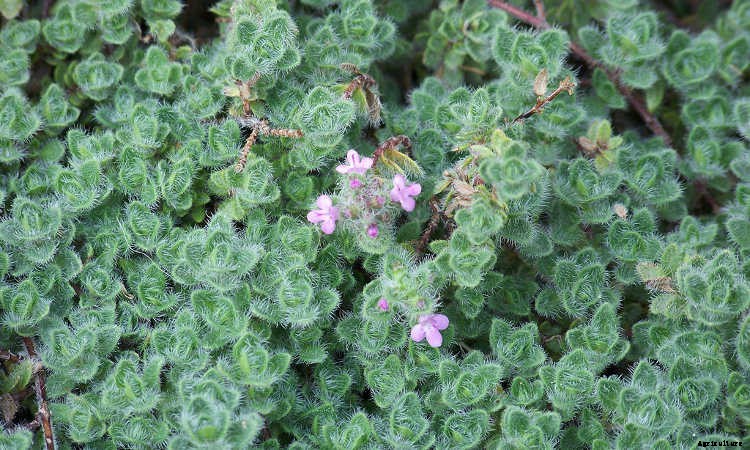 Ground Cover Plants As Lawn Replacements & Borders