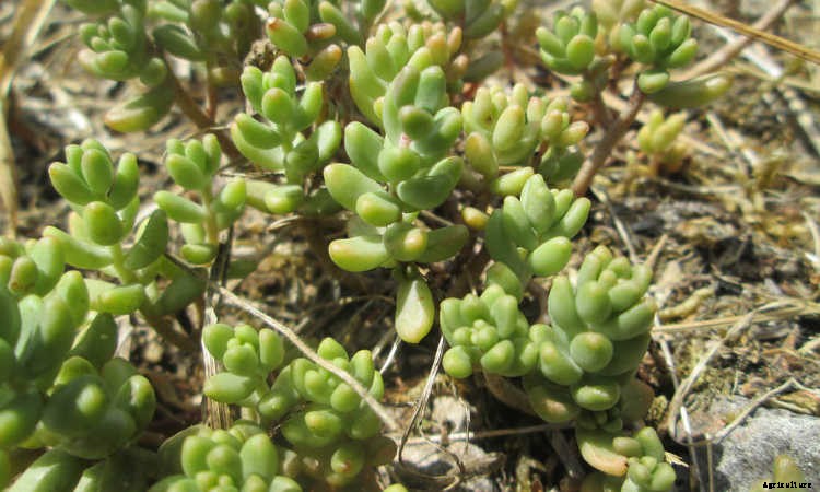 Ground Cover Plants As Lawn Replacements & Borders