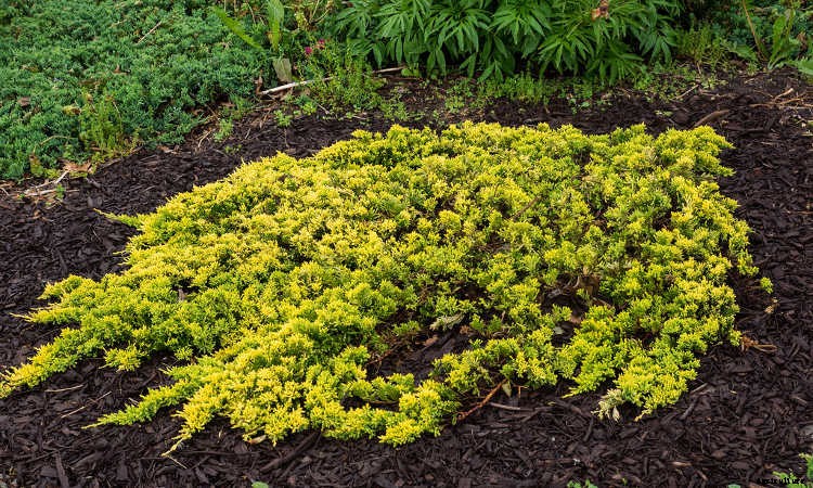 Ground Cover Plants As Lawn Replacements & Borders