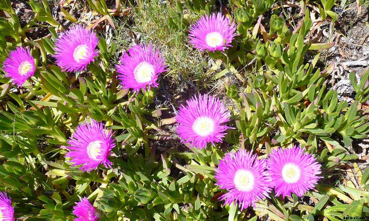 Ground Cover Plants As Lawn Replacements & Borders