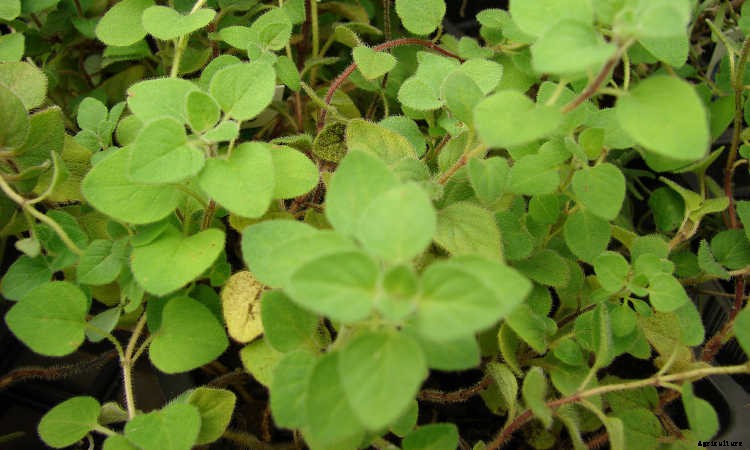 Ground Cover Plants As Lawn Replacements & Borders