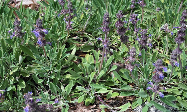 Ground Cover Plants As Lawn Replacements & Borders