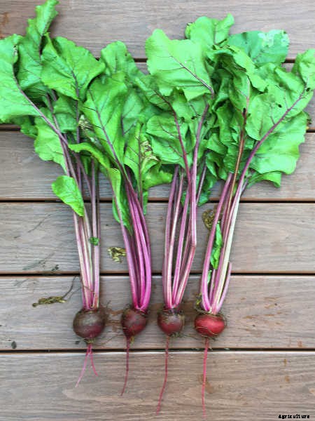 Growing Beets: A Bounty Of Root Crops For Fall & Spring