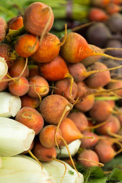 Growing Beets: A Bounty Of Root Crops For Fall & Spring