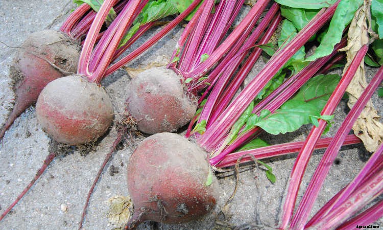 Growing Beets: A Bounty Of Root Crops For Fall & Spring