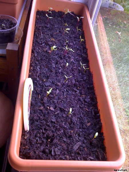 Growing Beets: A Bounty Of Root Crops For Fall & Spring