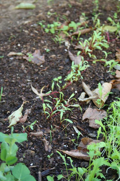 Growing Beets: A Bounty Of Root Crops For Fall & Spring