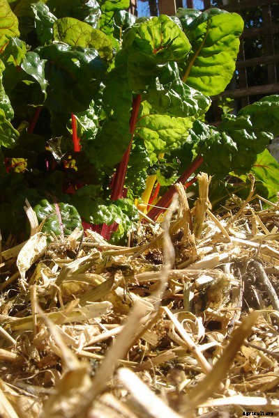 Growing Beets: A Bounty Of Root Crops For Fall & Spring