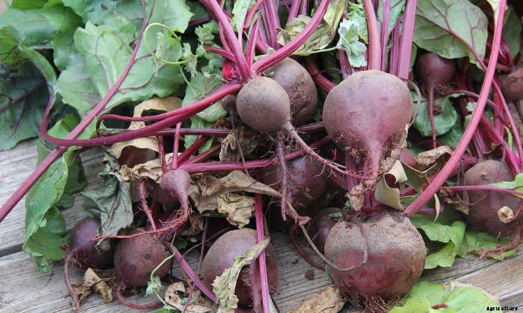 Growing Beets: A Bounty Of Root Crops For Fall & Spring