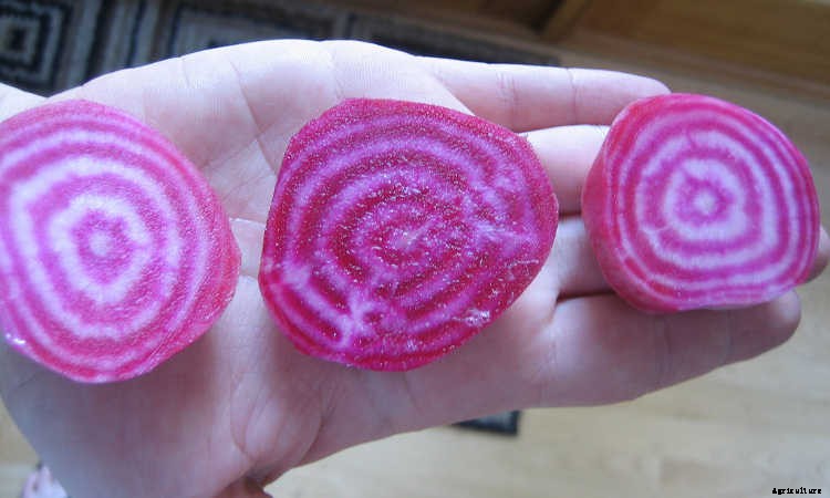 Growing Beets: A Bounty Of Root Crops For Fall & Spring