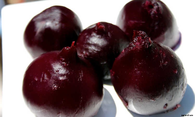 Growing Beets: A Bounty Of Root Crops For Fall & Spring