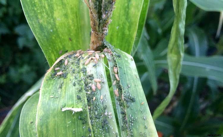 Growing Beets: A Bounty Of Root Crops For Fall & Spring