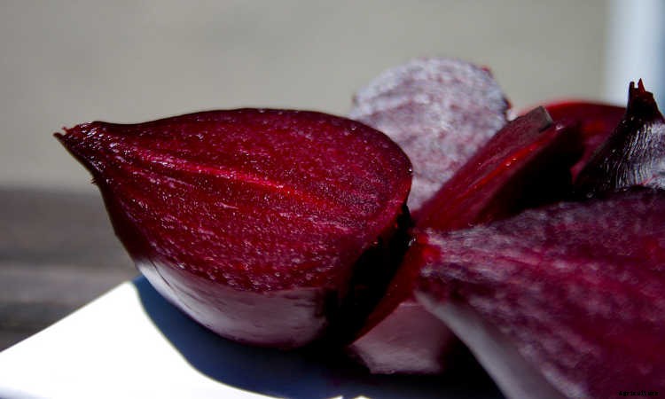Growing Beets: A Bounty Of Root Crops For Fall & Spring