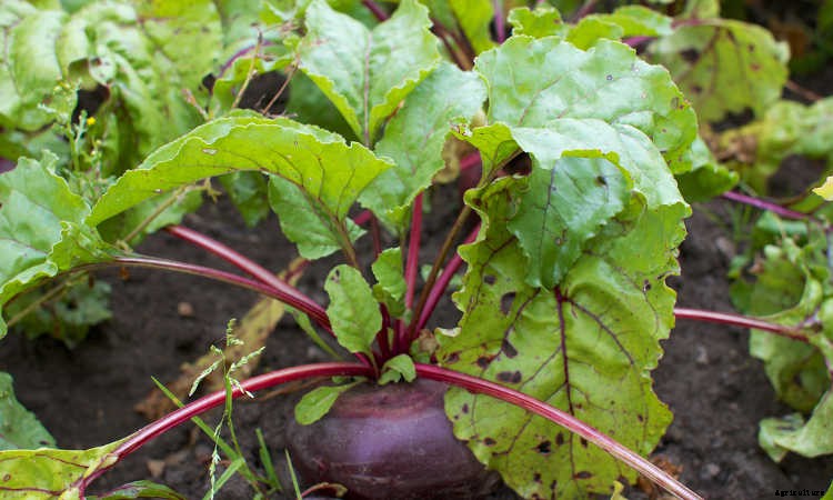 Growing Beets: A Bounty Of Root Crops For Fall & Spring
