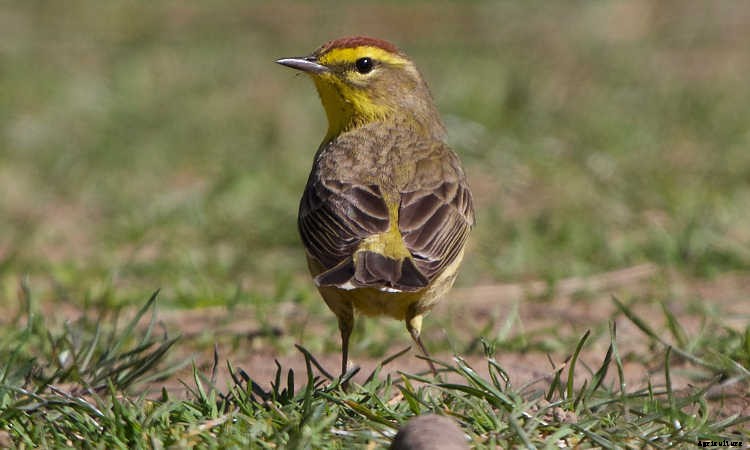 Soundscaping The Garden: Creating An Audible Landscape
