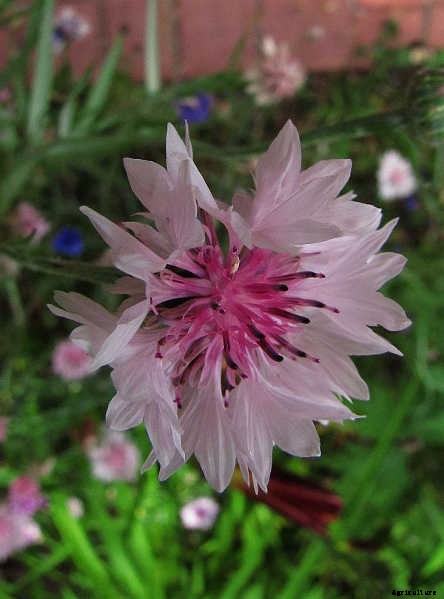 Bachelor Buttons: Cornflowers And Blue Caps To Brighten Your Beds
